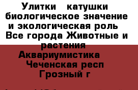 Улитки – катушки: биологическое значение и экологическая роль - Все города Животные и растения » Аквариумистика   . Чеченская респ.,Грозный г.